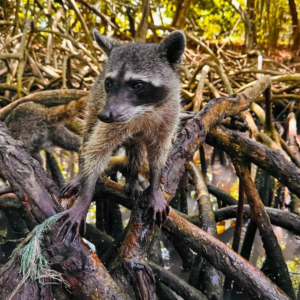 pasadÍa barÚ + mapache