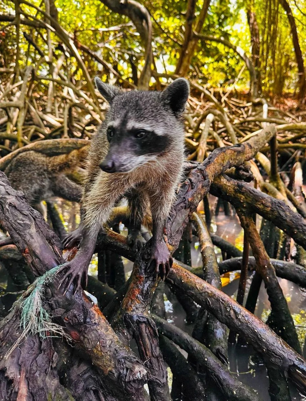 pasadÍa barÚ + mapache pasadÍa barÚ + mapache