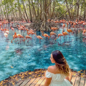playa traquila + aviario